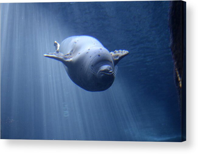 Harbor Seal Acrylic Print featuring the photograph Blissful Abyss by Fraida Gutovich