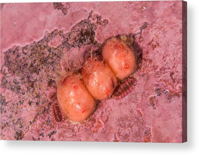 Blood Drop Tunicate Acrylic Print featuring the photograph Blood Drop Tunicate by Andrew J. Martinez