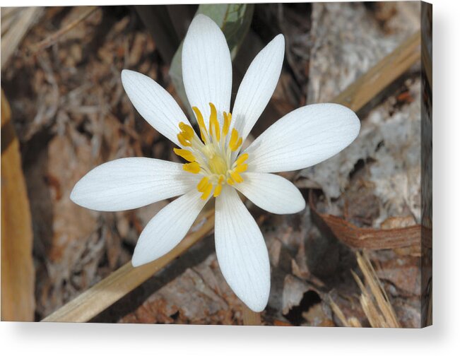 Bloodroot Acrylic Print featuring the photograph Bloodroot Blossom by John W. Bova