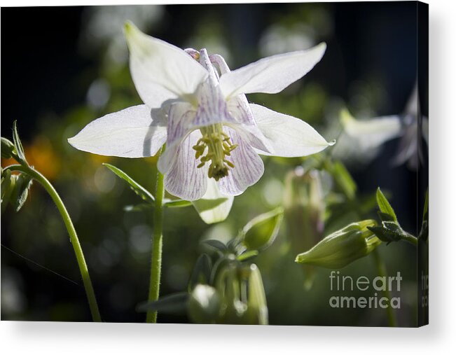 Columbine Acrylic Print featuring the photograph Blooming Columbine by Brad Marzolf Photography