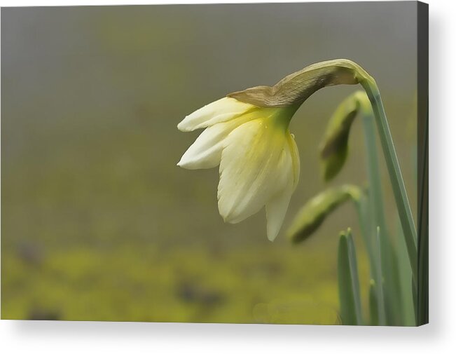 Daffodil Wall Art Acrylic Print featuring the photograph Blooming Daffodils by Ron Roberts