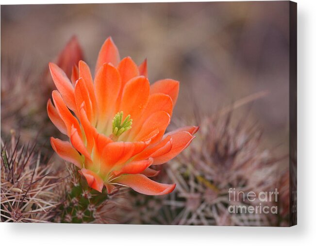 Cactus Acrylic Print featuring the photograph Blooms in orange by Ruth Jolly