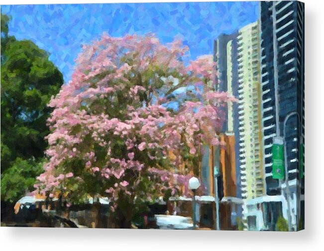 Phillip Gordon Acrylic Print featuring the mixed media Blossom In Brisbane by Phillip J Gordon