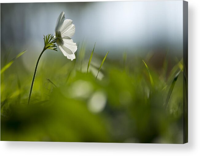  Acrylic Print featuring the photograph Blossomed Megiddo 4 by Dubi Roman