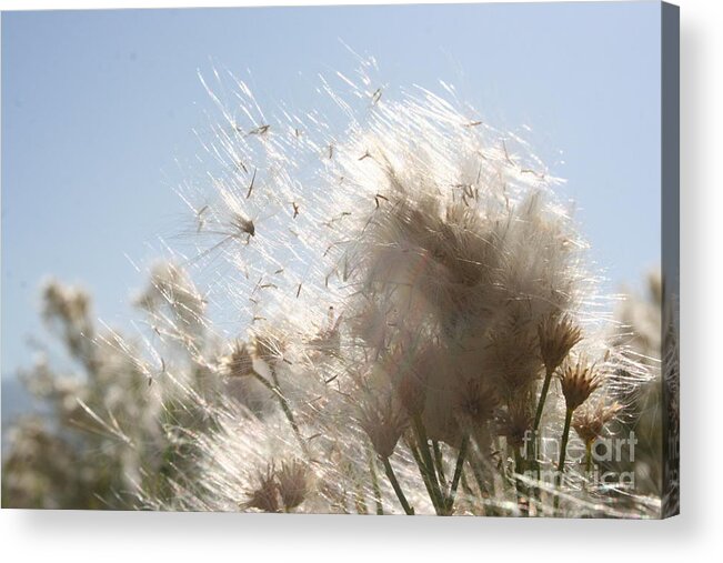 Daisy Acrylic Print featuring the photograph Blow me away by Julie Lueders 
