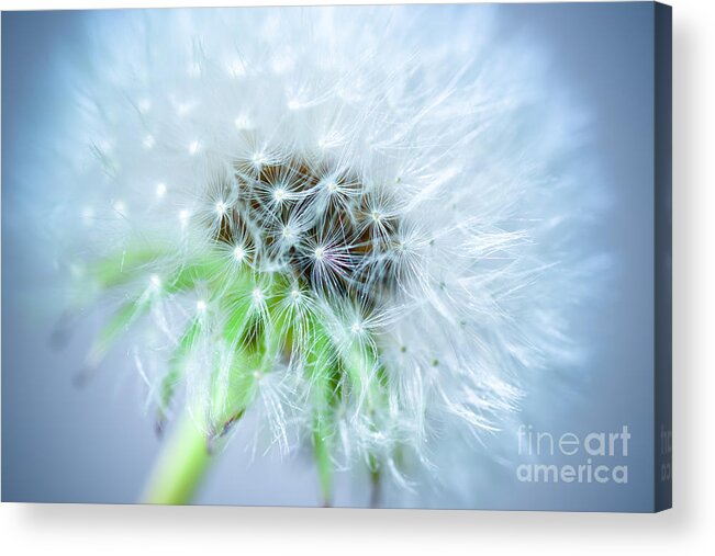 Blossom Acrylic Print featuring the photograph Blowball - blue by Hannes Cmarits