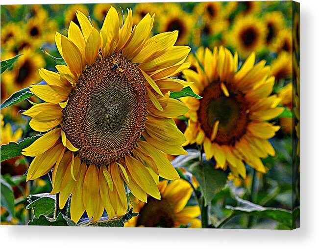Sunflower Field Acrylic Print featuring the photograph Blowing in the wind by Karen McKenzie McAdoo