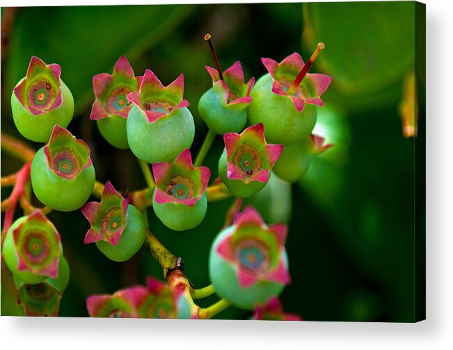 Blueberry Park Acrylic Print featuring the photograph Blue Berry Beginnings by Tikvah's Hope