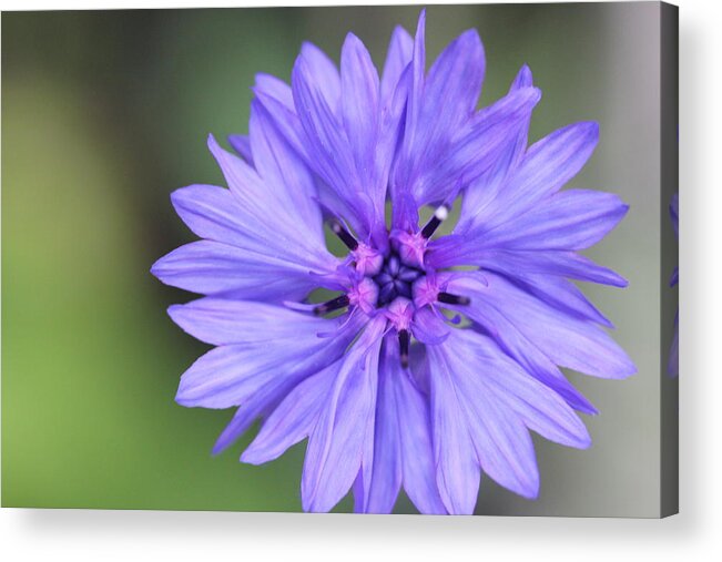 Blue Flower Acrylic Print featuring the painting Blue Button by Ruth Kamenev