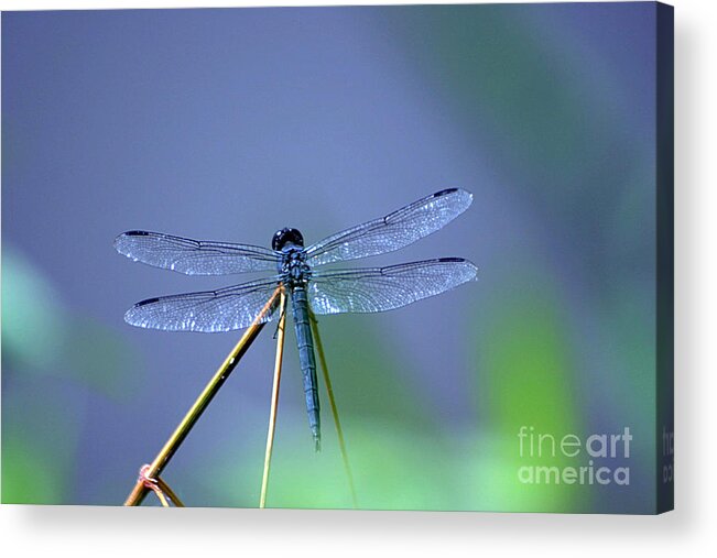 Dragon Fly Acrylic Print featuring the photograph Blue Dragon by Living Color Photography Lorraine Lynch