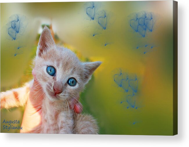 Augusta Stylianou Acrylic Print featuring the photograph Blue Eyes Kitten by Augusta Stylianou