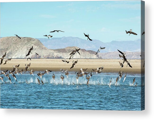 Nobody Acrylic Print featuring the photograph Blue-footed Boobies Feeding by Christopher Swann