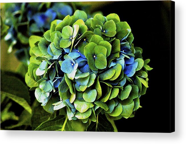 Hawaii Acrylic Print featuring the photograph Blue Green Hydrangea by Lehua Pekelo-Stearns