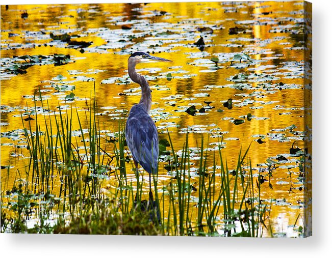Blue Heron Acrylic Print featuring the photograph Blue Heron In A Golden Pond by Marina Kojukhova