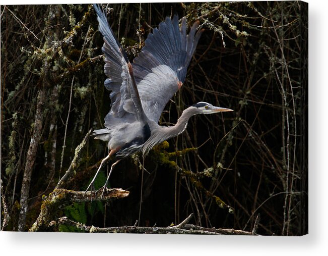 Blue Heron Acrylic Print featuring the photograph Blue Heron Lift Off by Steve McKinzie