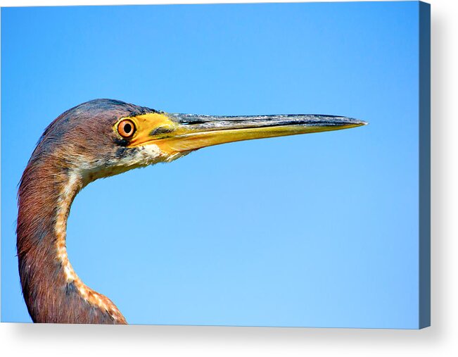 Blue Heron Acrylic Print featuring the photograph Blue Heron by Mark Andrew Thomas