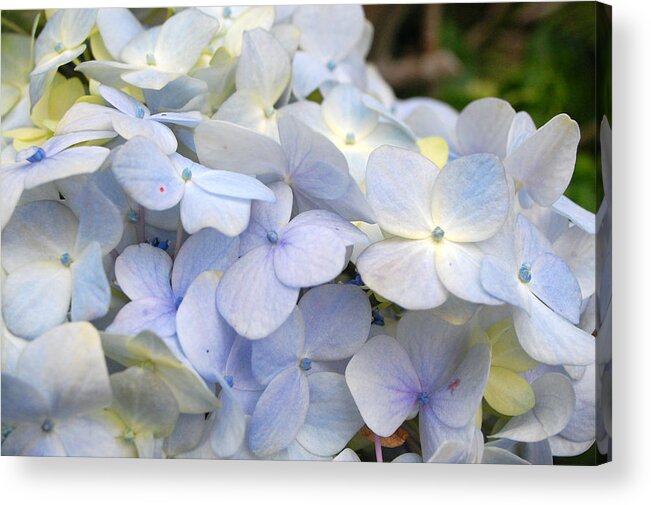 Flower Acrylic Print featuring the photograph Blue Hydrangea Flowers by Amy Fose