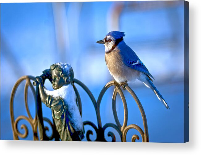 Blue Jay Acrylic Print featuring the photograph Blue Jay Childs Fence by Randall Branham