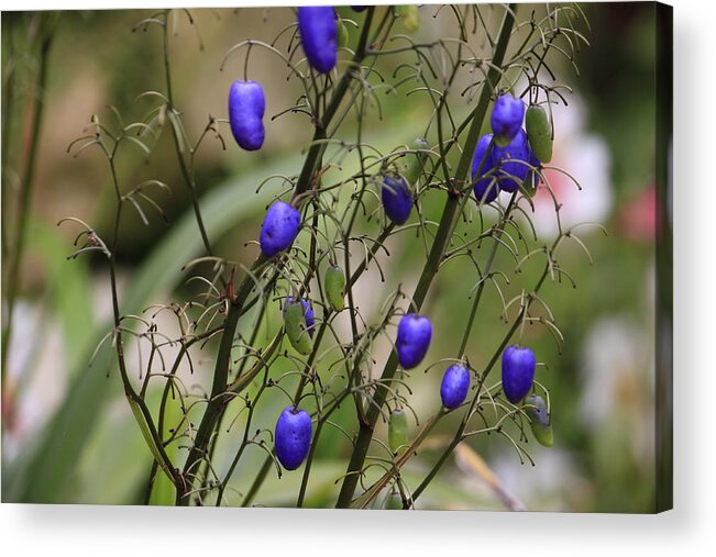 Blue Kidneys Acrylic Print featuring the photograph Blue Kidneys by Ivete Basso Photography