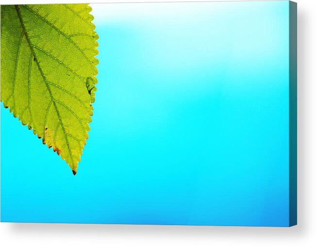 Green Leaf Acrylic Print featuring the photograph Blue Lagoon by Prakash Ghai