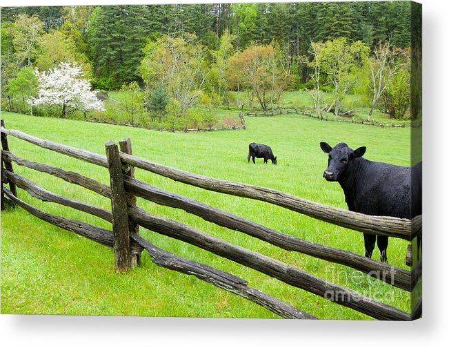 Cows Acrylic Print featuring the photograph Blue Ridge Parkway Cows by John Harmon