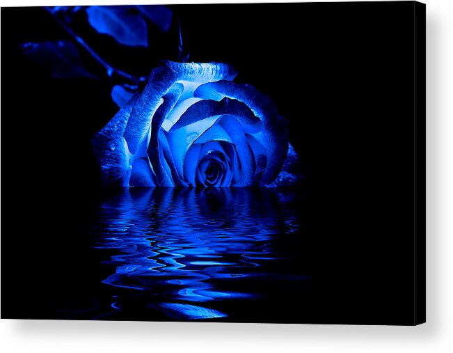 Blue Rose Acrylic Print featuring the photograph Blue Rose by Doug Long