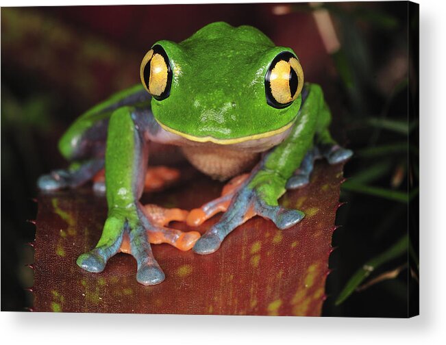 Feb0514 Acrylic Print featuring the photograph Blue-sided Leaf Frog Costa Rica by Thomas Marent