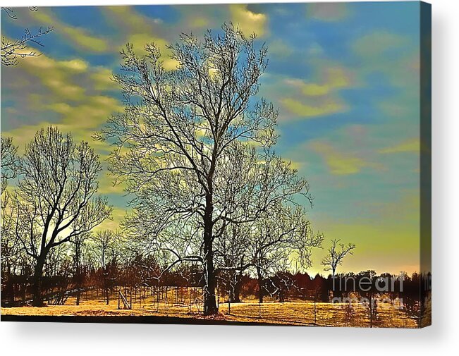 Trees Acrylic Print featuring the photograph Blue Sky's by Tracy Rice Frame Of Mind