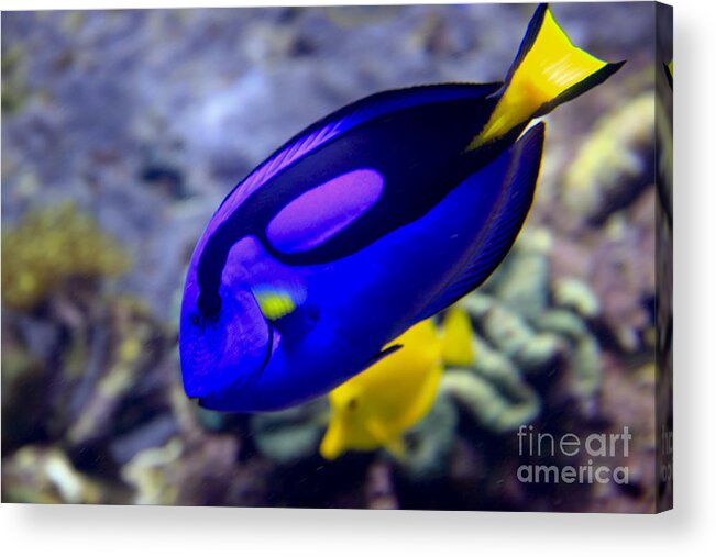 Tang Acrylic Print featuring the photograph Blue Tang Dory by Richard Lynch