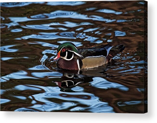 Blue Waters Duck Acrylic Print featuring the photograph Blue Waters Duck by Wes and Dotty Weber