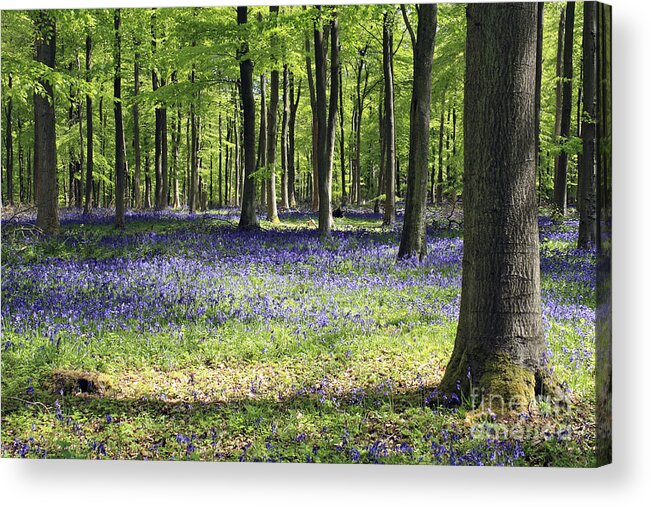Bluebell Wood Uk Bluebells Forest Beech Tree Trees English Landscape Countryside Woodland Spring Summer Surrey Acrylic Print featuring the photograph Bluebell Wood UK by Julia Gavin