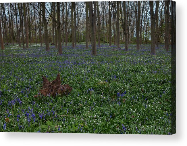 Bluebells Acrylic Print featuring the photograph Bluebells Oxey Wood. by Nick Atkin