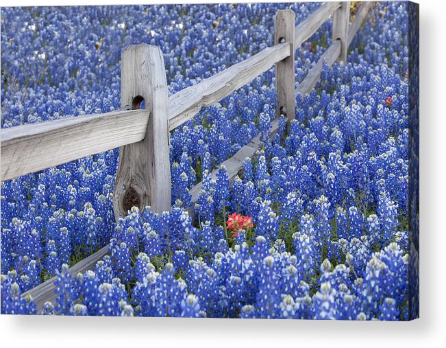 Bluebonnet Pictures Acrylic Print featuring the photograph Bluebonnet Fencepost in the Texas Hill Country by Rob Greebon