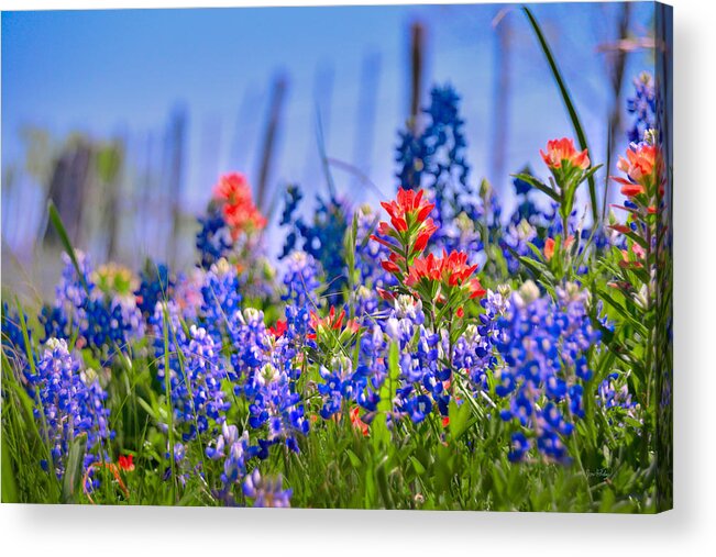 Texas Bluebonnets Acrylic Print featuring the photograph Bluebonnet Paintbrush Texas - Wildflowers landscape flowers fence by Jon Holiday