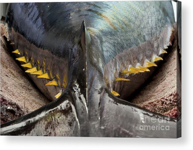 Tuna Acrylic Print featuring the photograph Bluefins by Scott Kerrigan