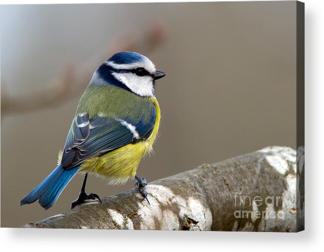 Blue Tit Acrylic Print featuring the photograph Bluehood by Torbjorn Swenelius