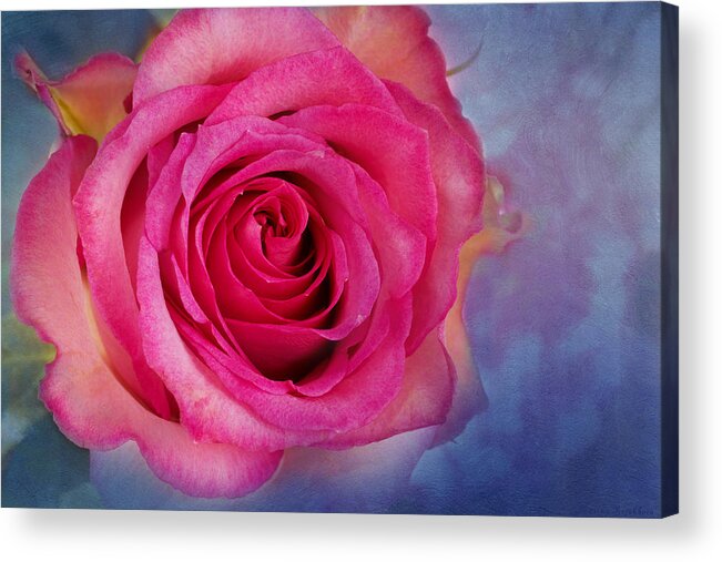 Pink Rose Acrylic Print featuring the photograph Blush by Marina Kojukhova