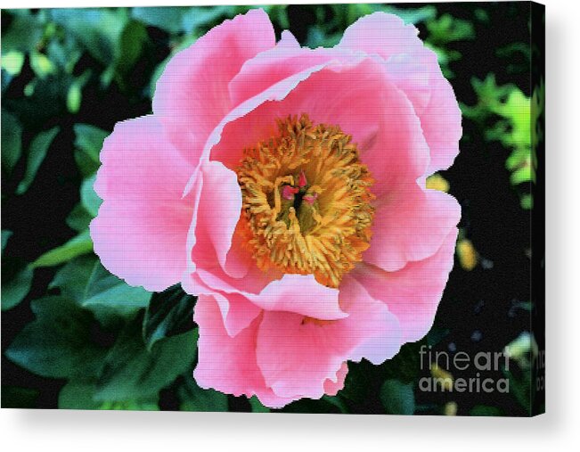 Peony Acrylic Print featuring the photograph Bodacious Peony by Barbara Dean