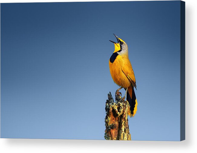 Bokmakierie Acrylic Print featuring the photograph Bokmakierie bird calling by Johan Swanepoel