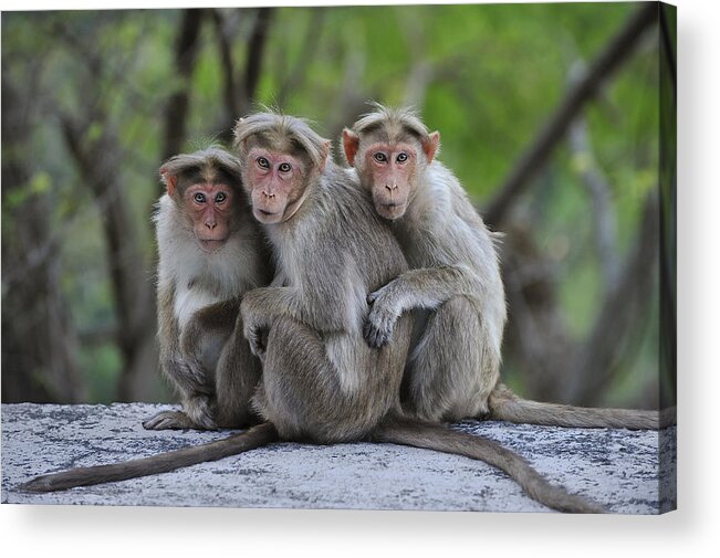 Thomas Marent Acrylic Print featuring the photograph Bonnet Macaque Trio Huddling India by Thomas Marent