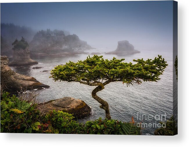 2013 Acrylic Print featuring the photograph Bonsai by Carrie Cole