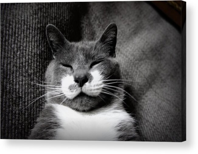 Cat Acrylic Print featuring the photograph Boots by Laurie Perry