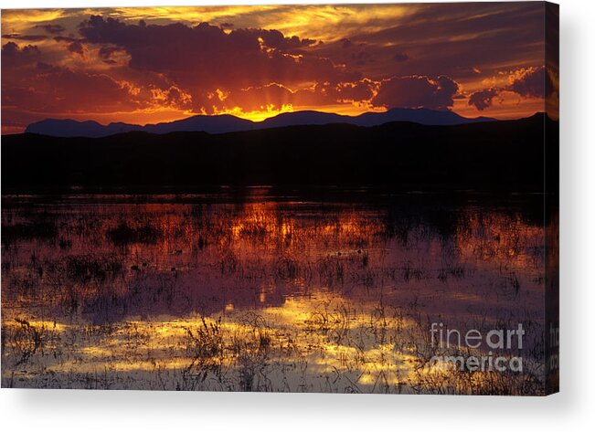 Bosque Acrylic Print featuring the photograph Bosque Sunset - orange by Steven Ralser