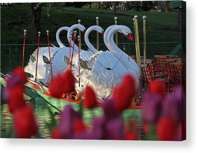 Swan Boat Acrylic Print featuring the photograph Boston Public Garden and Swan Boats by Juergen Roth