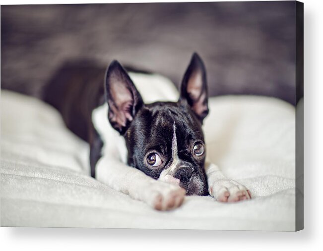 Cute Acrylic Print featuring the photograph Boston Terrier Puppy by Nailia Schwarz