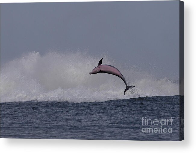 Bottlenose Dolphin Acrylic Print featuring the photograph Bottlenose Dolphin Photo by Meg Rousher