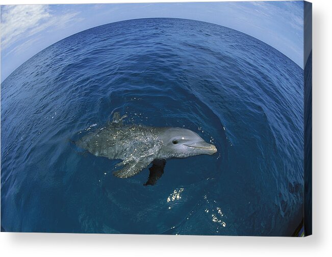 Feb0514 Acrylic Print featuring the photograph Bottlenose Dolphin Surfacing Honduras by Konrad Wothe