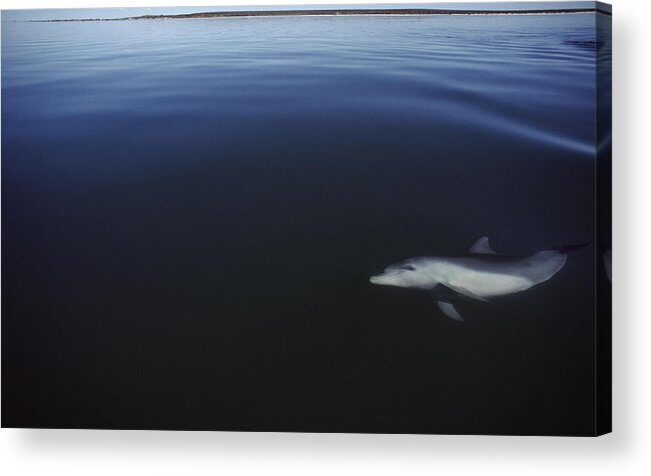 Feb0514 Acrylic Print featuring the photograph Bottlenose Dolphin Swimming Australia by Flip Nicklin