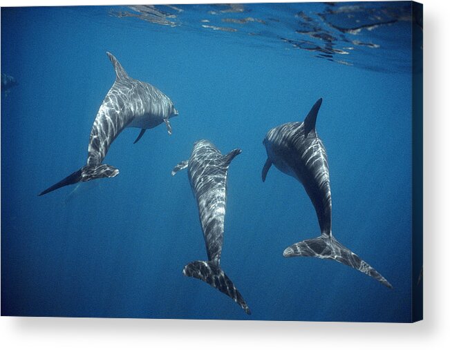 Feb0514 Acrylic Print featuring the photograph Bottlenose Dolphin Trio Galapagos by Tui De Roy