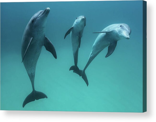 Dolphin Acrylic Print featuring the photograph Bottlenose Dolphins by Barathieu Gabriel